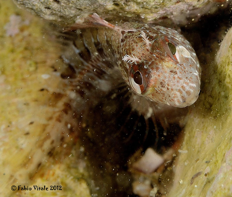 juvenile Parablennius sp. (?)